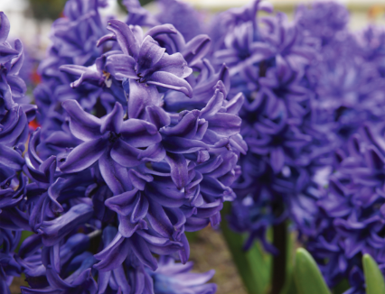 purple flowers